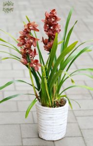 Cymbidium orchid in a pot