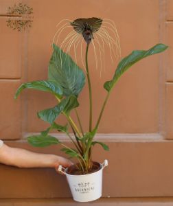 Bat flower (Tacca) (85cm)