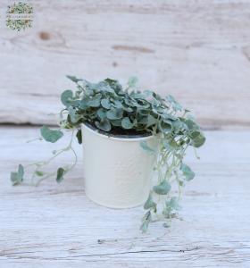 Dichondra kaspóban 