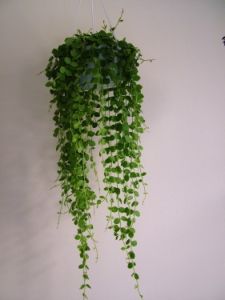 Dischidia<br>(45cm) - szobanövény