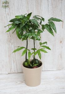 Castanospermum australe im Topf (30cm)