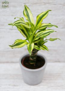 Dracaena im Topf