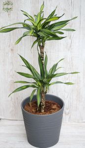 Dracena Riki mit Topf , mittelgross