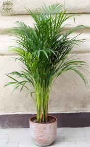 Dypsis Lutescens 120cm mit exklusiv Topf