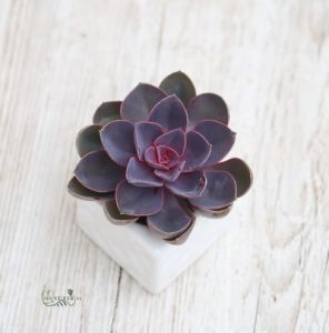 Echeveria kaspóval, különböző színekben 10cm (beltéri)