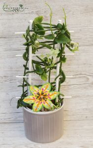 Parachute plant Cereopegia sandersonii  in pot