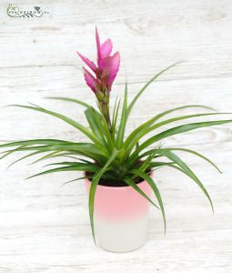 Tillandsia im Topf