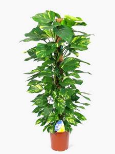 Epipremnum mohakaróra futtatva<br>kaspóval (cs:27, m:150cm)  - szobanövény