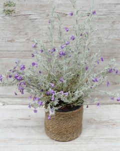 eremophila nivea