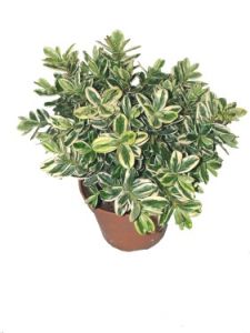 Euonymus japonicus<br>(25cm) - kültéri növény