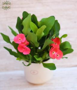 Euphorbia milli kaspóban
