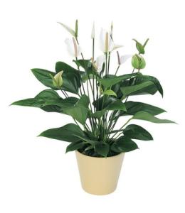 white anthurium with a pot - indoor plant