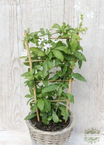 Bleiblume mit weissen Blumen im Topf