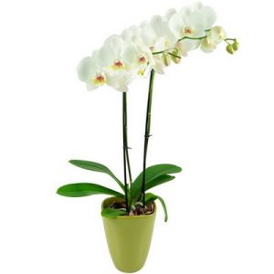 fehér Phalaenopsis orchidea kaspóval - beltéri növény