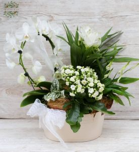 White plant basket 
