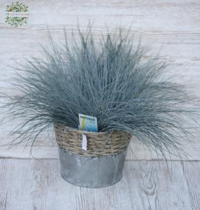 Festuca Gl Intense Blue gross, im Topf