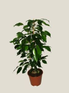Ficus benjamina (40cm) - Zimmerpflanze