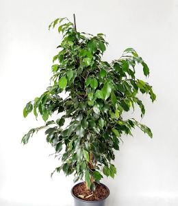 Ficus benjamina Danielle (p:27cm, h:140cm)