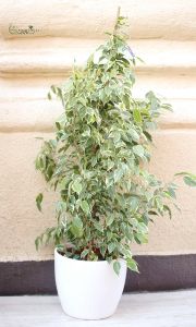 Ficus Benjamina kaspóban  140cm