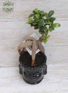 Ficus ginseng Buddha kaspóban - szobanövény