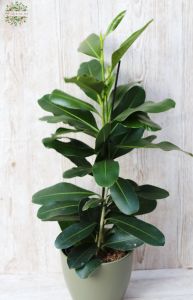 Ficus microcarpa mit Topf  (75cm)