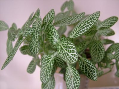 Fittonia in pot (Nerve Plant)