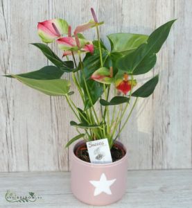 Flamingoblume mit Blumentopf - Zimmerpflanze