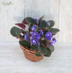 saintpaulia in different colors in pot