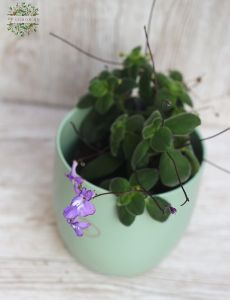 Streptocarpus im Topf
