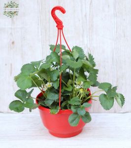 Kontinuierlich wachsende Erdbeeren in einem Hängetopf