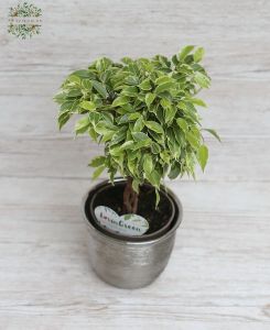 Ficus benjamina mit geflochtenem Stamm in einem Topf