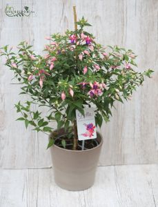 Fuchsia im Topf (garten)