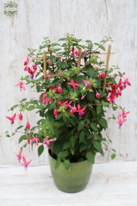 Fuchsia im Topf (garten)
