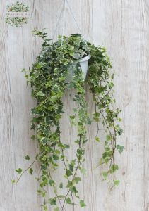 Tarka levelű futóborostyán függő csrépben 