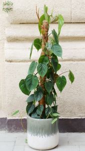 Running plant on pole, exclusive pot, 127cm