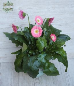 gerbera  groß
