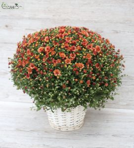 Grosse Chrysanthemum im Topf