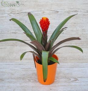 Guzmania Tala in pot