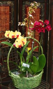 basket of beautiful orchids - indoor plants