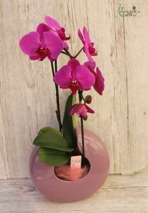 Hajlított phalaenopsis orchidea gömb kaspóval
