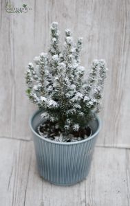Schneeige Keifer im Topf