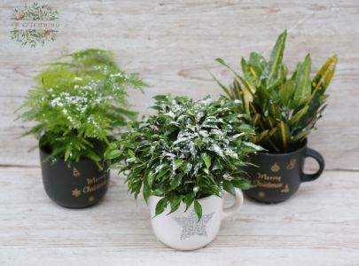 Verschneite Zimmerpflanze in einer Weihnachtstasse (1 Stück)