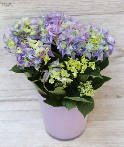 Hortensie im Topf 35cm (blau, rosa)