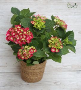 Hortensie im Topf (Garten)