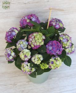Hortensie im Topf