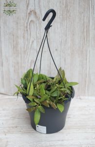 Hoya in einem Hängetopf