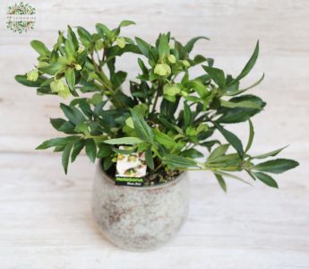 Helleborus mit Kaspo (garten)