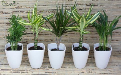 Office / home green plant set 