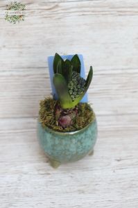 Hyacinth im Topf 