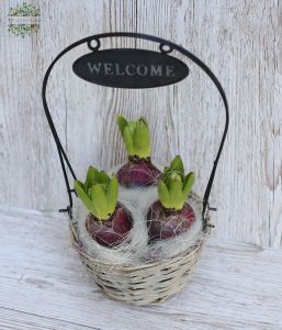 Hyacinth in pot